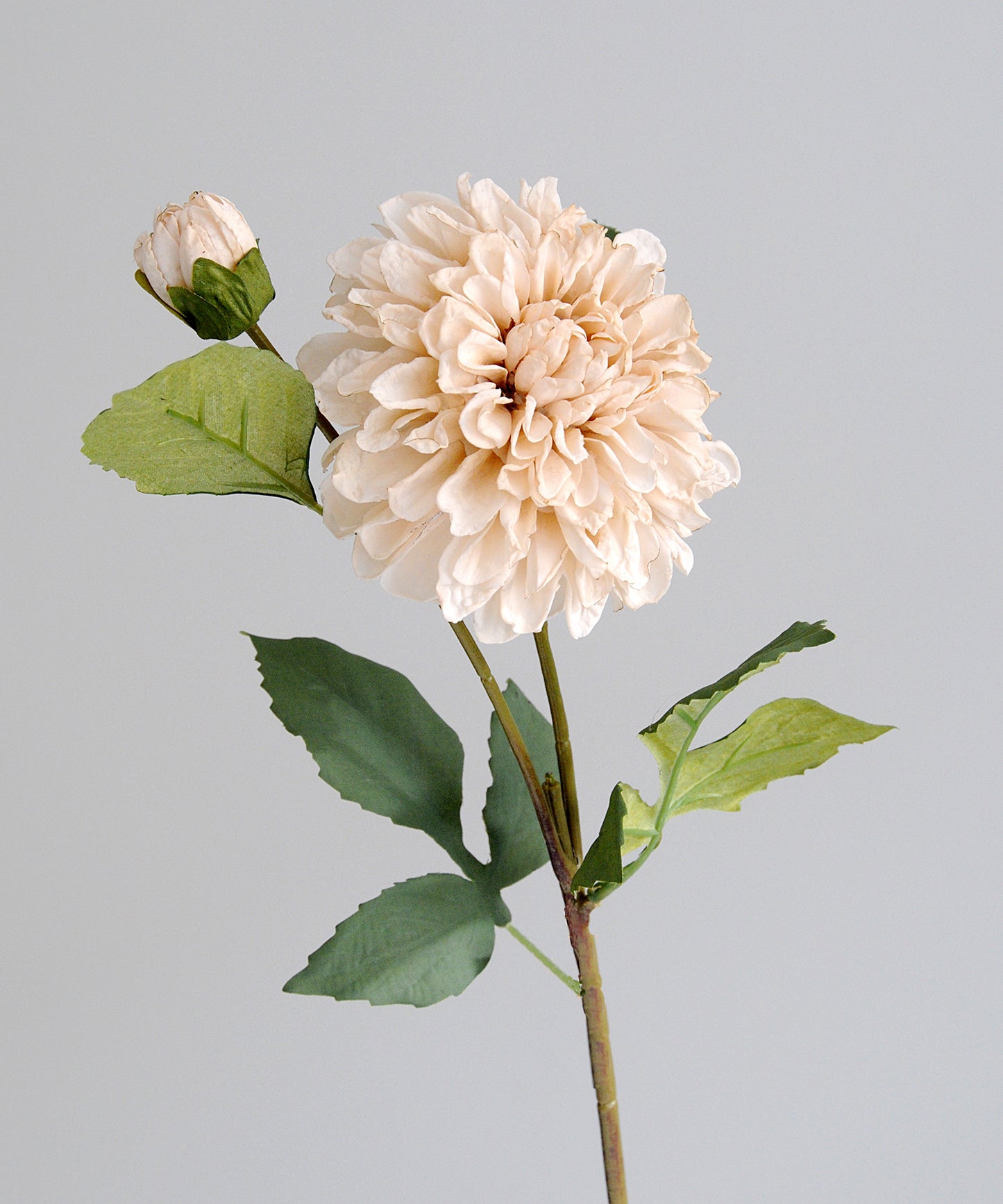 Beige flower with green leaves on a gray background