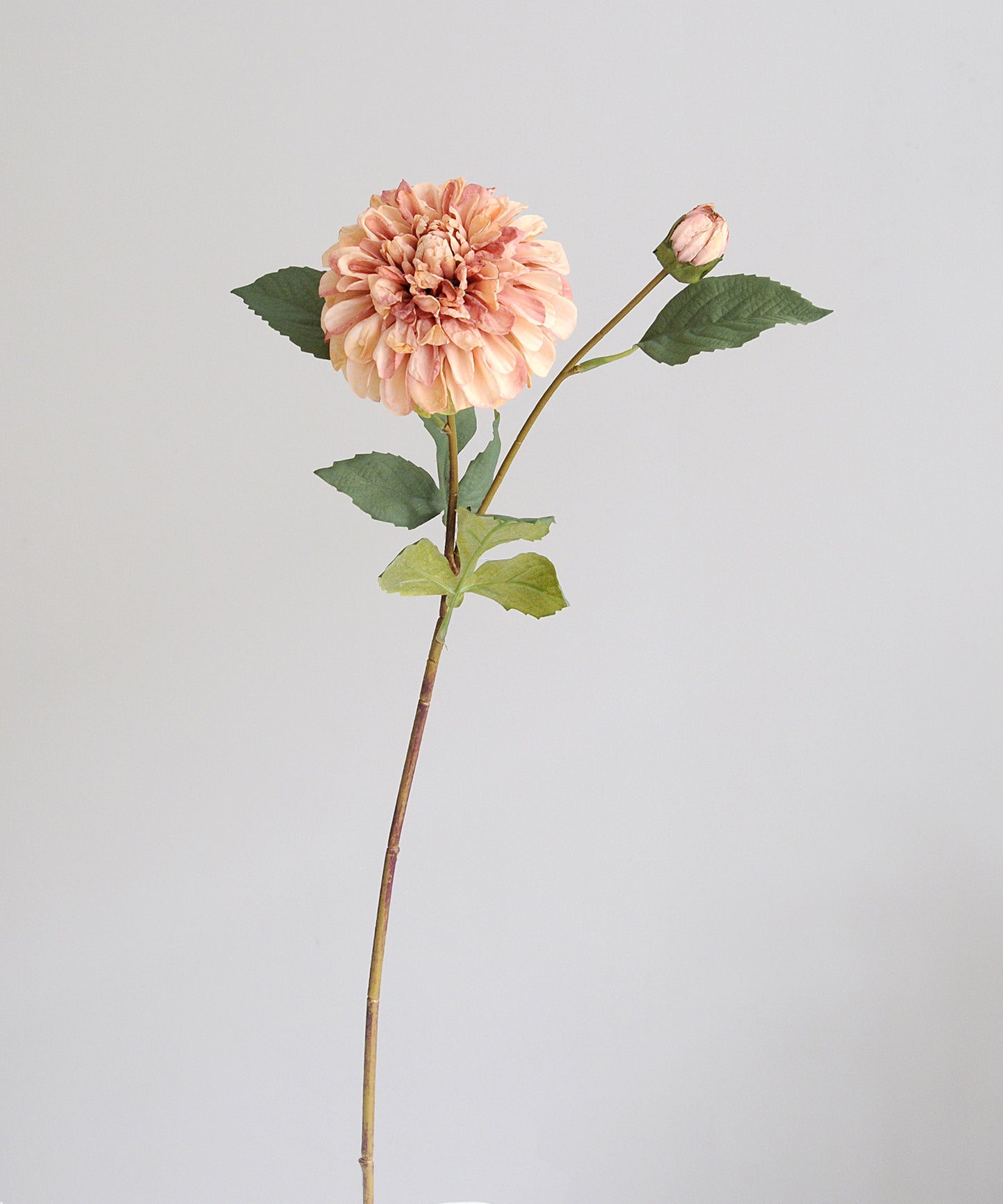 Single pink flower with green leaves on a light gray background