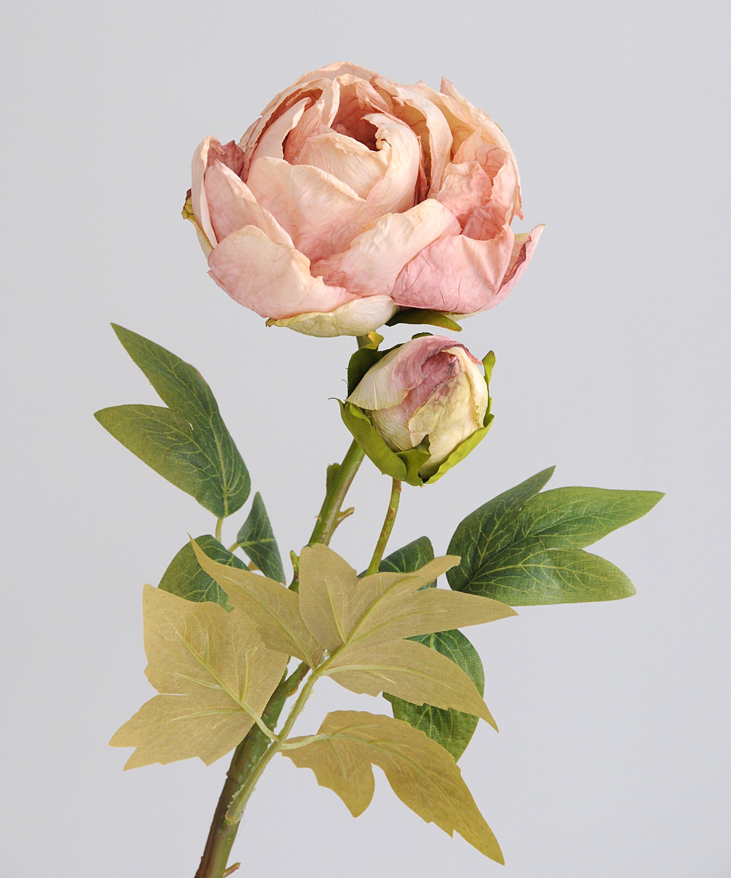 Pink peony flower with a bud on a gray background