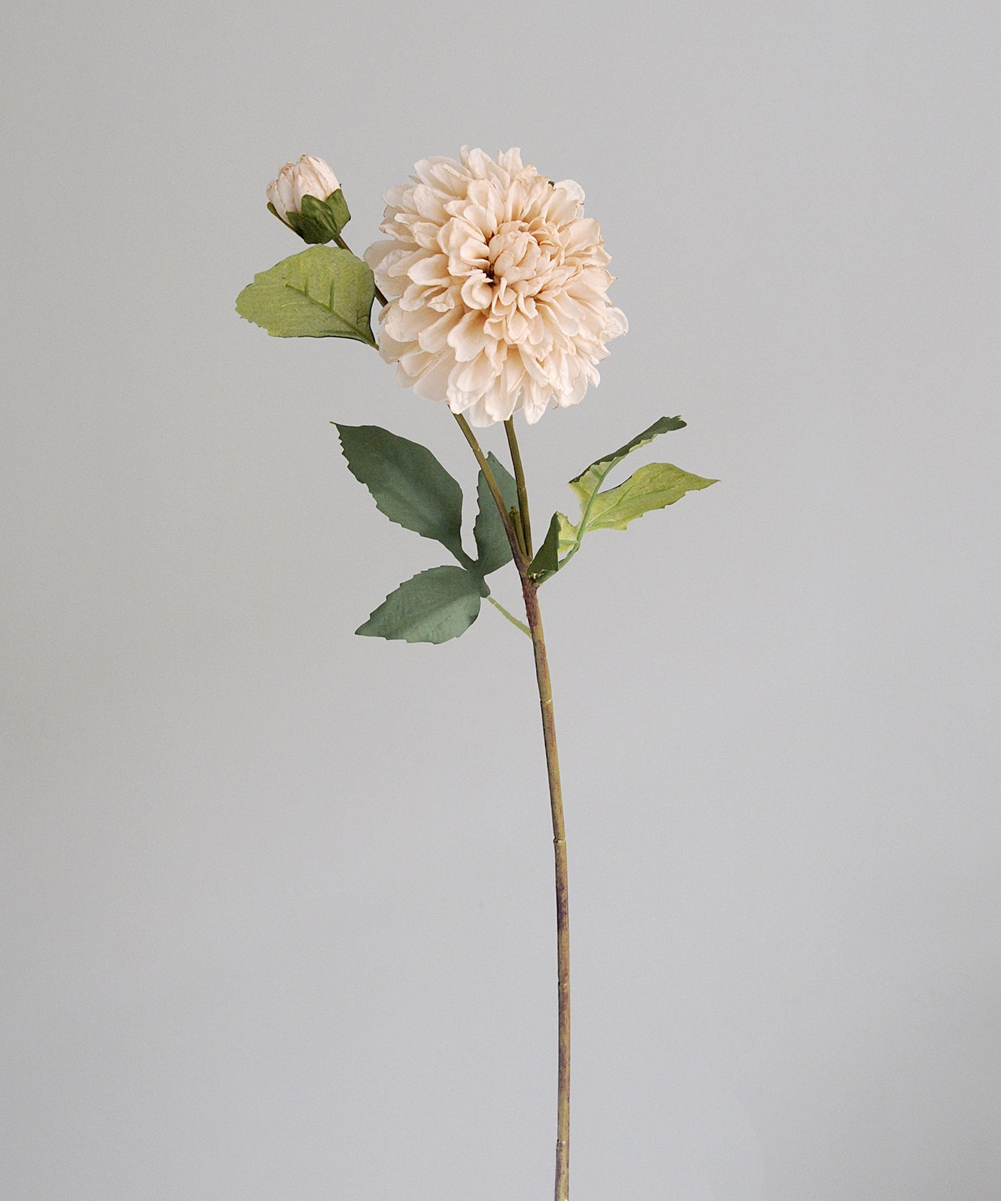 Single stem of beige flower with green leaves on a gray background