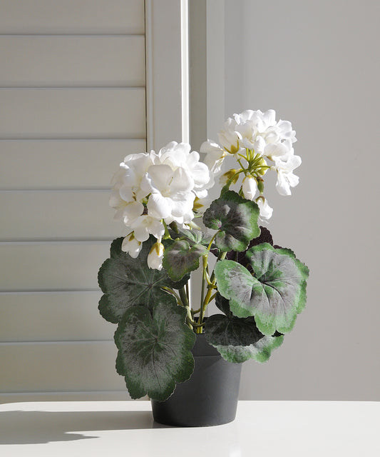 Potted plant with white flowers and green leaves on a neutral background