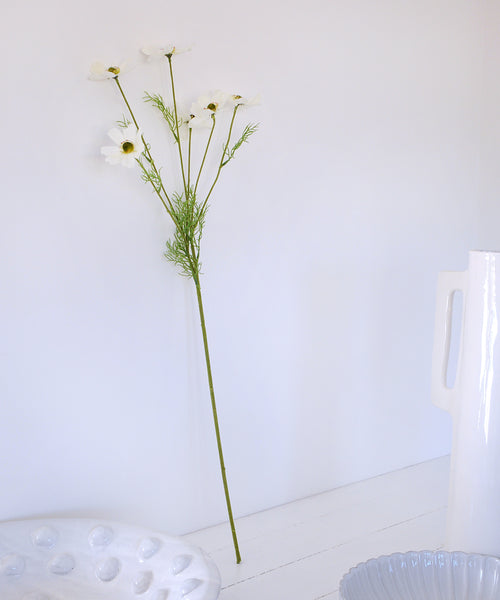 white cosmos stem